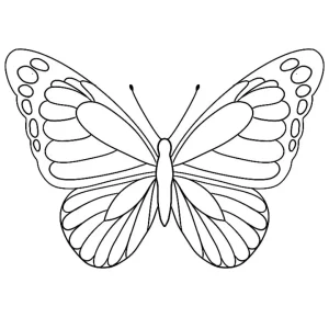 عکس پروانه خطی